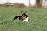 BASENJI 098